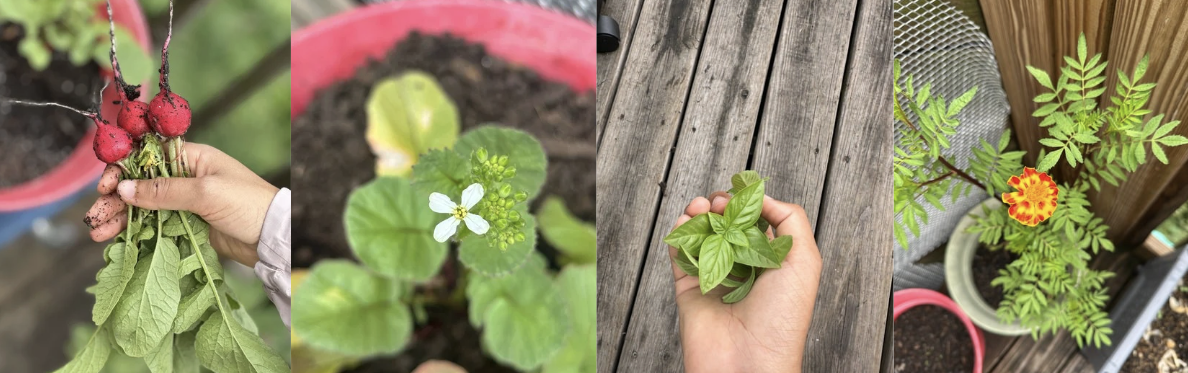 photos from the garden